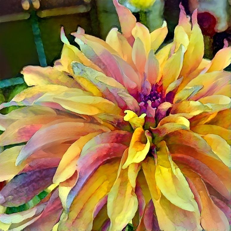 Dahlia Dream