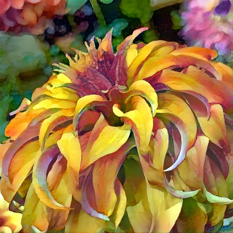 Dahlia Dream II