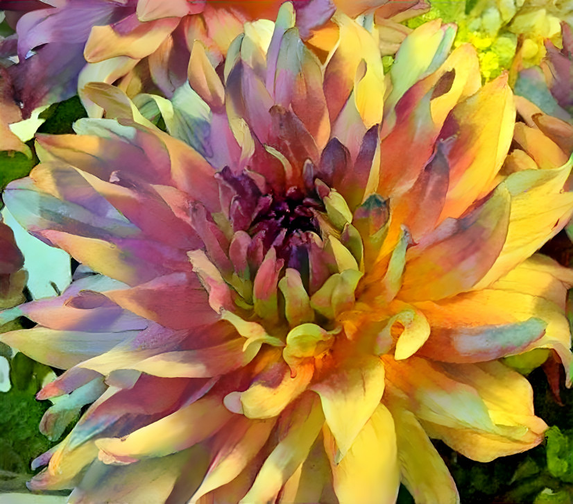 Pink dahlia