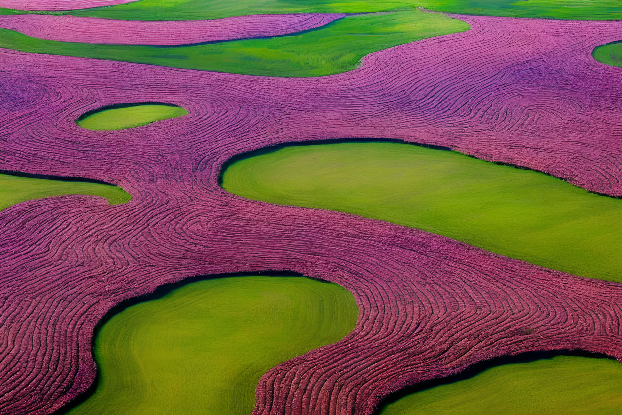 Zomer landschap