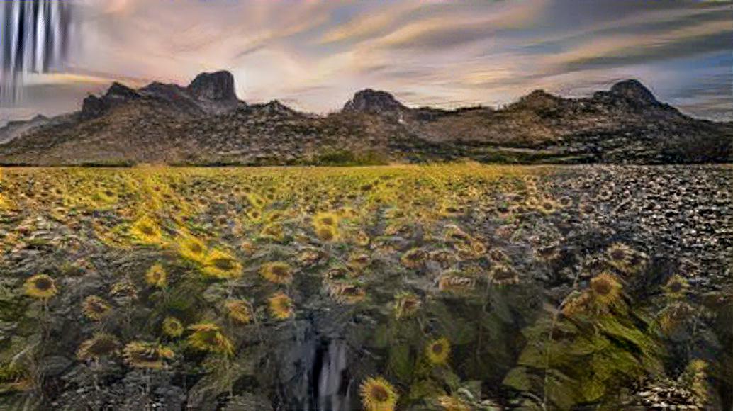 Field of Flowers