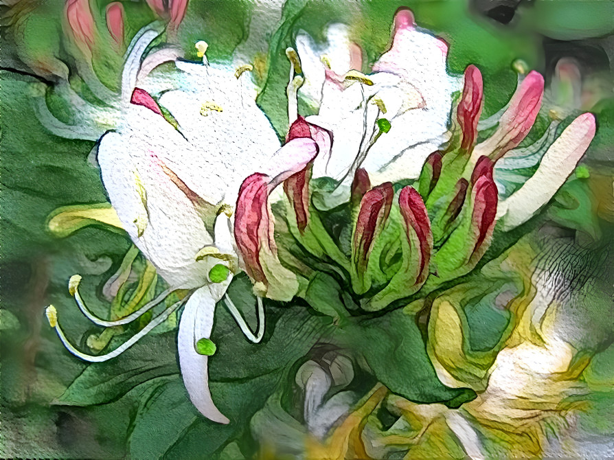 Honeysuckle