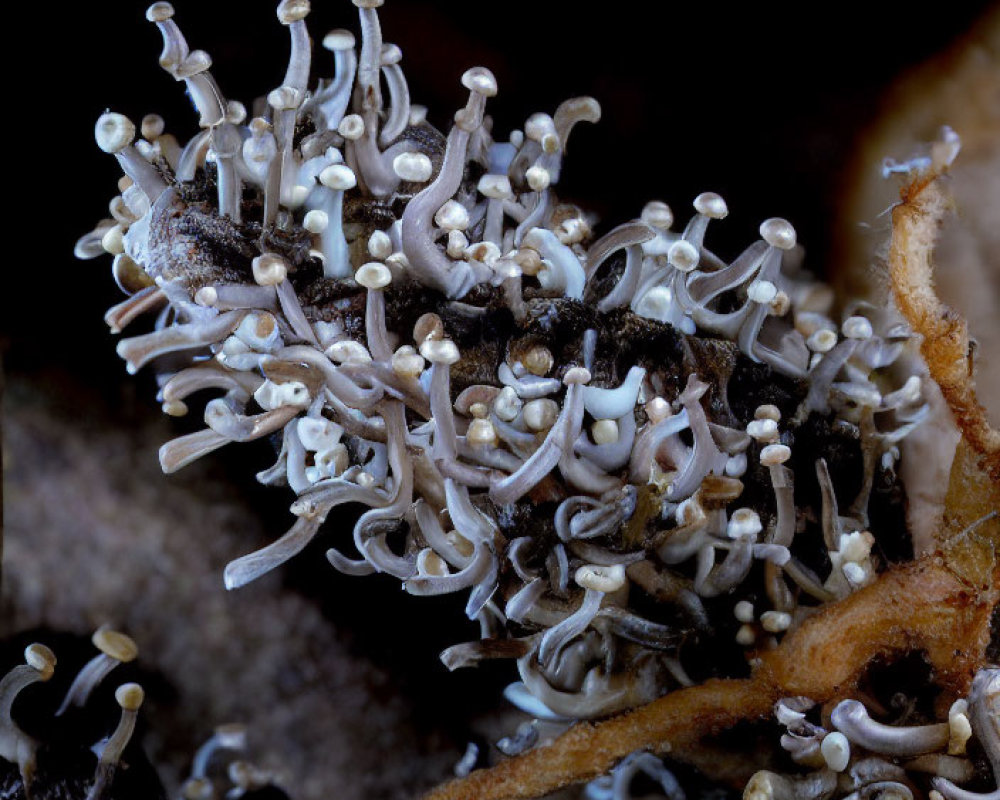 Close-up of slender white mushrooms in dark forest floor