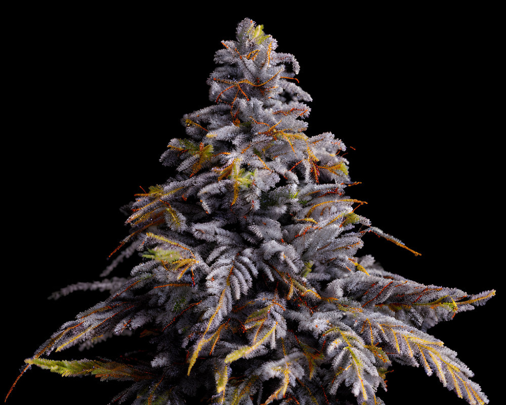 Colorful Cannabis Plant with Dense Trichomes on Black Background