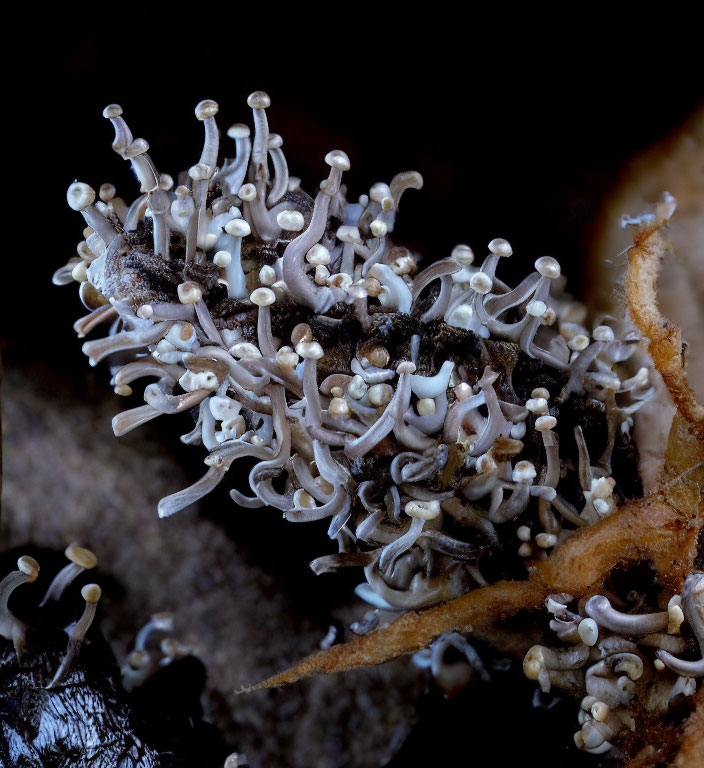 Close-up of slender white mushrooms in dark forest floor