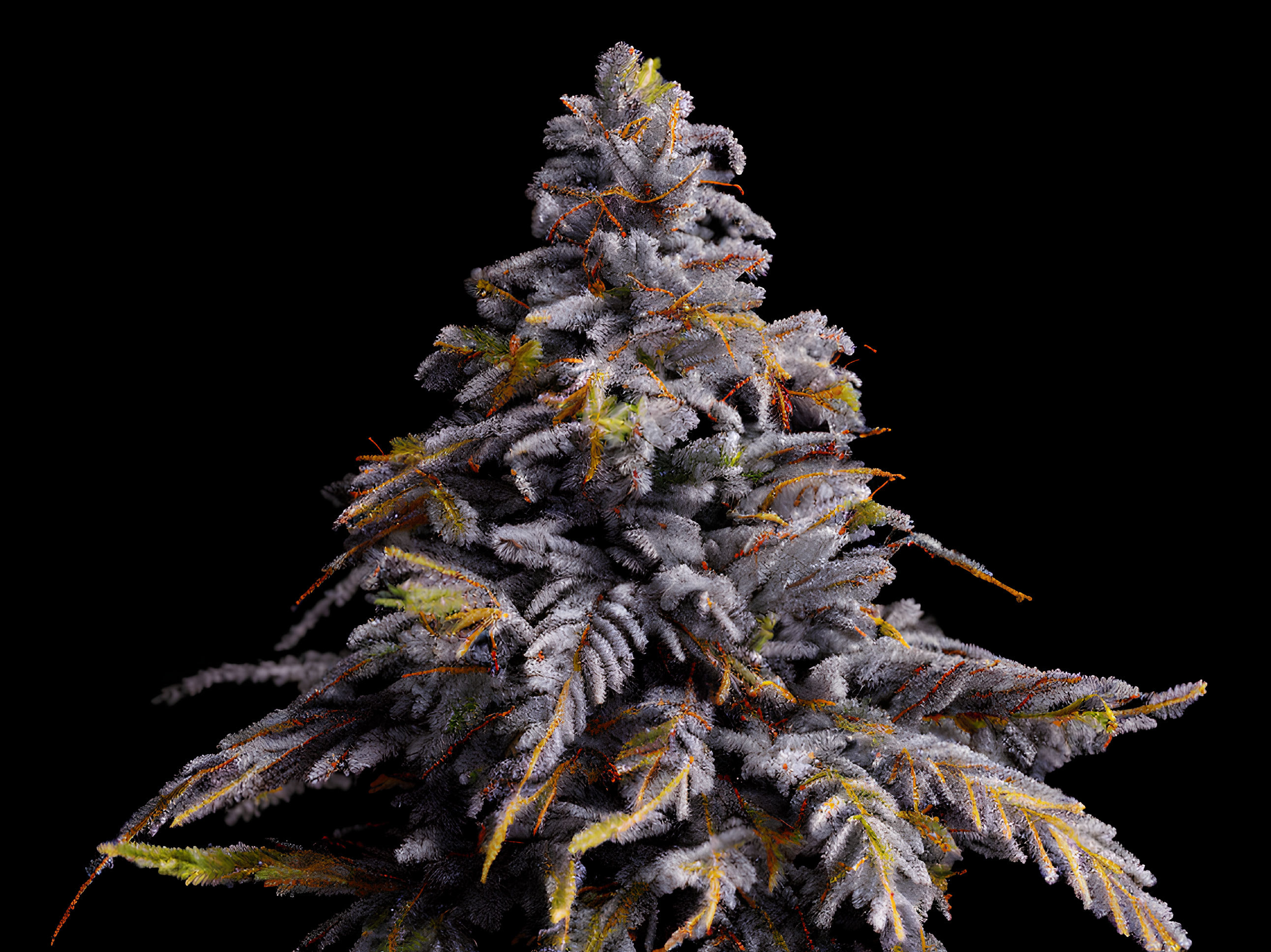 Colorful Cannabis Plant with Dense Trichomes on Black Background