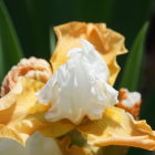 Vibrant close-up of white and yellow flower petals with golden stamens in sunlight