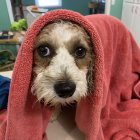 Brown and White Dog with Blue Eyes under Red Blanket in Room with Greenery