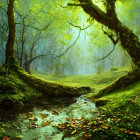 Moss-covered trees, stream, sunlight in misty forest