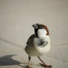 Colorful Blue and White Bird on Foamy Shore in Soft Sunlight