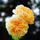 Bright yellow roses with white flowers and green foliage on dark backdrop.