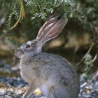 Realistic rabbits with flowers, butterfly, and snail on muted background