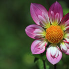 Vibrant purple and pink flower with yellow center on green leaf background