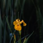 Abstract yellow flower and green succulent foliage in stylized image