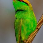 Vibrant green bird with golden accents on branch against textured grey background