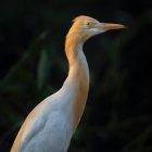 Graceful heron under luminous full moon and bokeh lights.