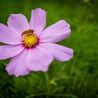 Vibrant pink flower with yellow center on lush green background