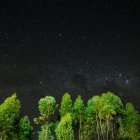 Mystical forest with luminescent moss, waterfalls, ancient trees at night