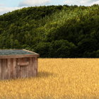 Futuristic soldiers in white armor in golden field with flying creature