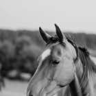 Detailed monochrome horse painting with serene background.