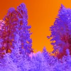 Vibrant purple and orange fantasy landscape with blue trees and red sun