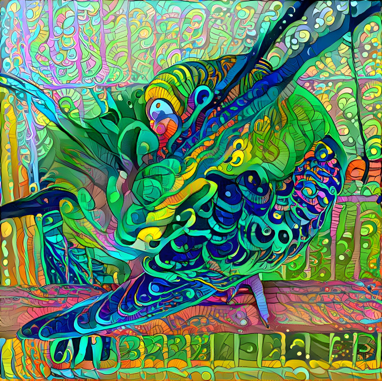 Budgie 