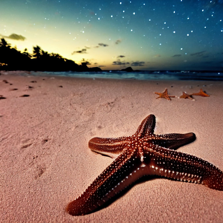 Starfish on Sandy Beach Twilight Starry Sky