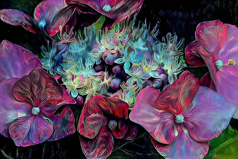 Hydrangea