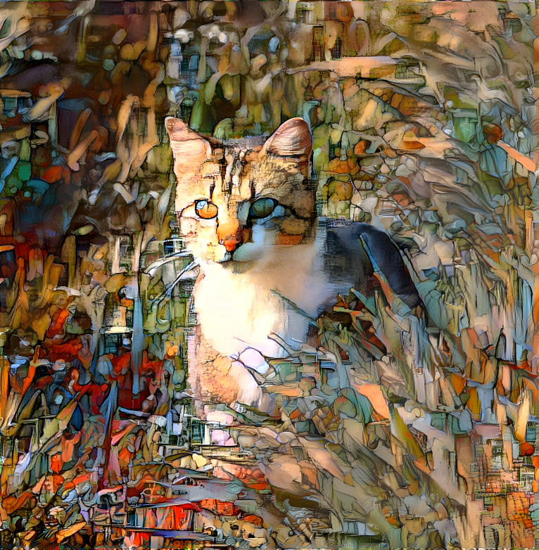 Cat in a field