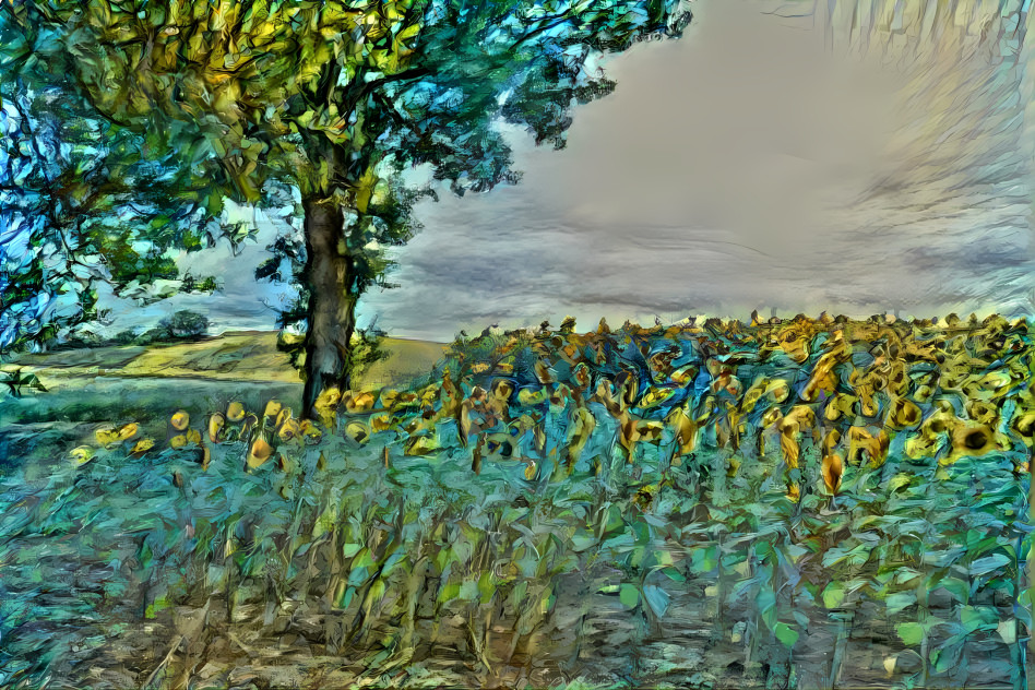 Field of sunflowers 