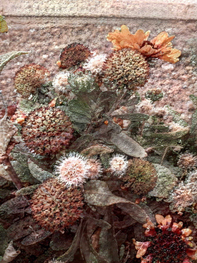 Stone Thistle