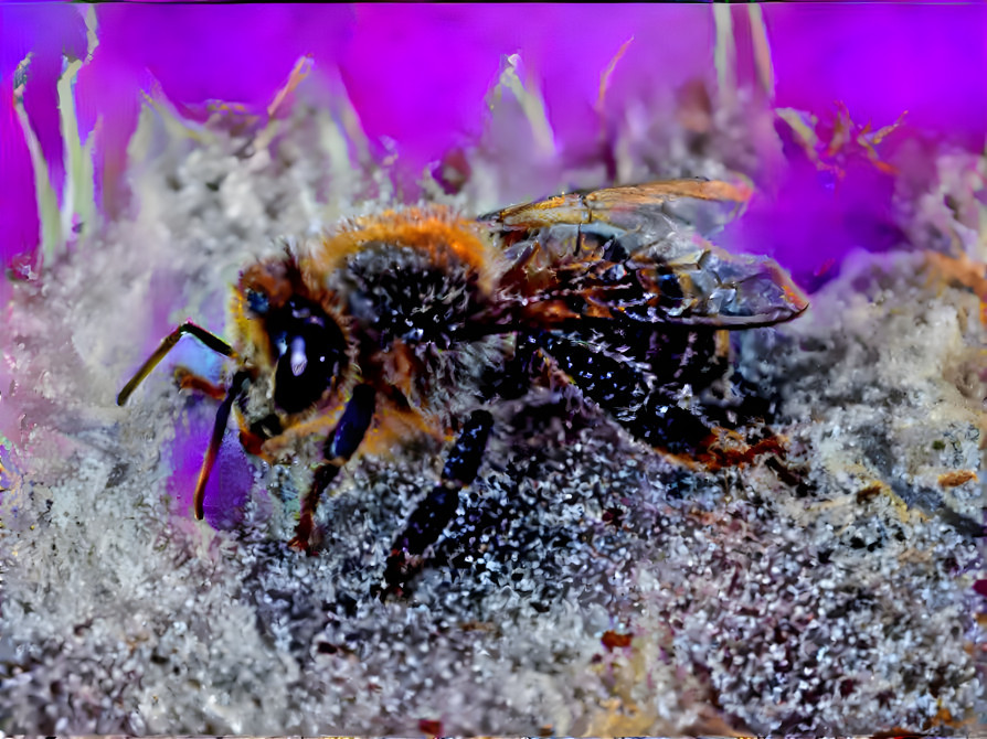 Buzzed bee