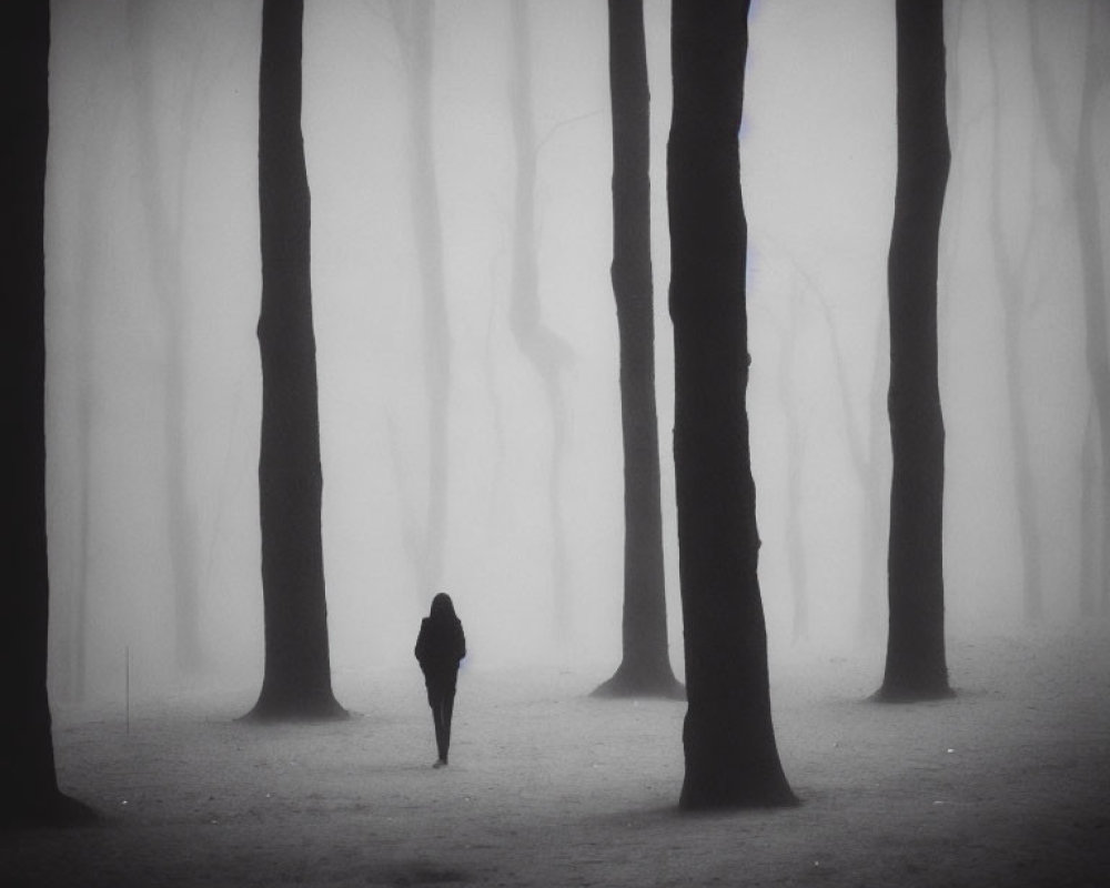 Figure Walking in Misty Monochromatic Forest with Tall Silhouetted Trees
