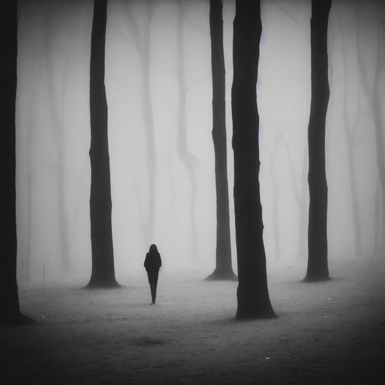 Figure Walking in Misty Monochromatic Forest with Tall Silhouetted Trees