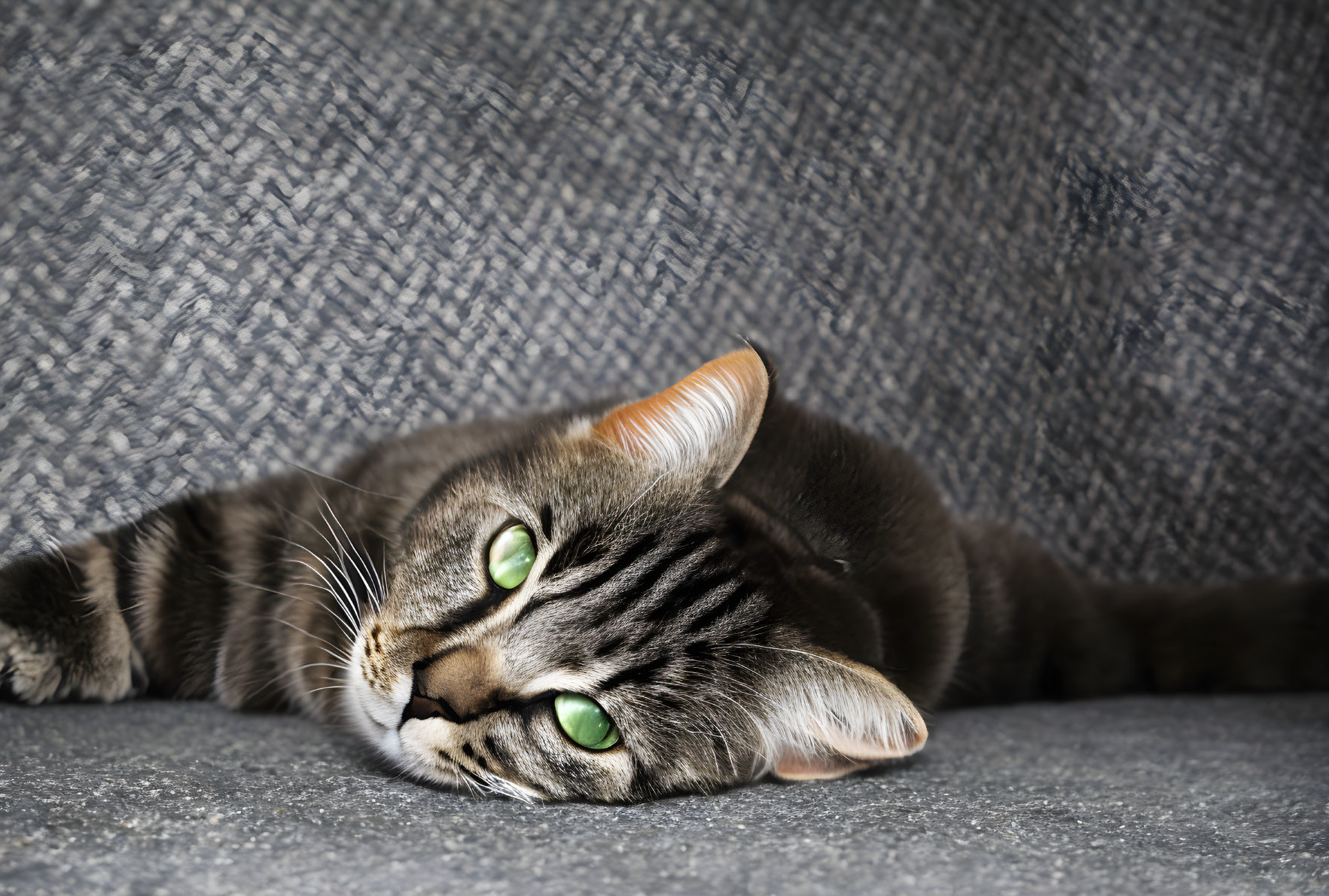 Tabby Cat with Green Eyes Resting on Side Against Grey Background