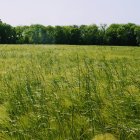 Lush green wheat field with ripening ears against blue sky