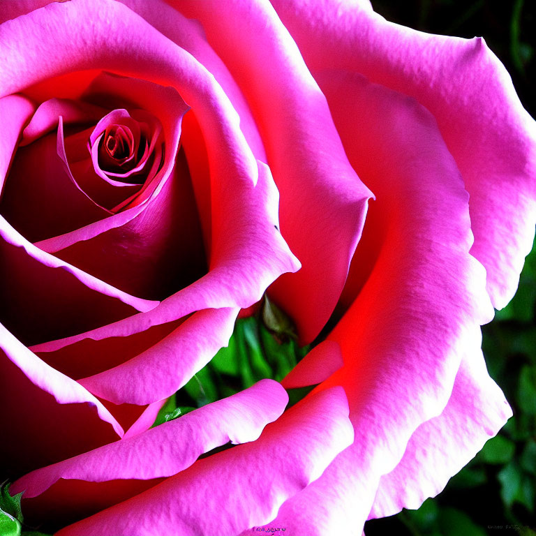 Detailed Close-Up of Vibrant Pink Rose on Dark Background