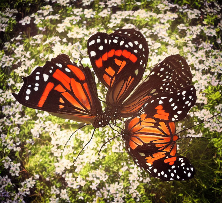 Colorful Butterfly Resting on White Flowers