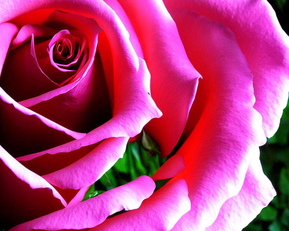 Detailed Close-Up of Vibrant Pink Rose on Dark Background