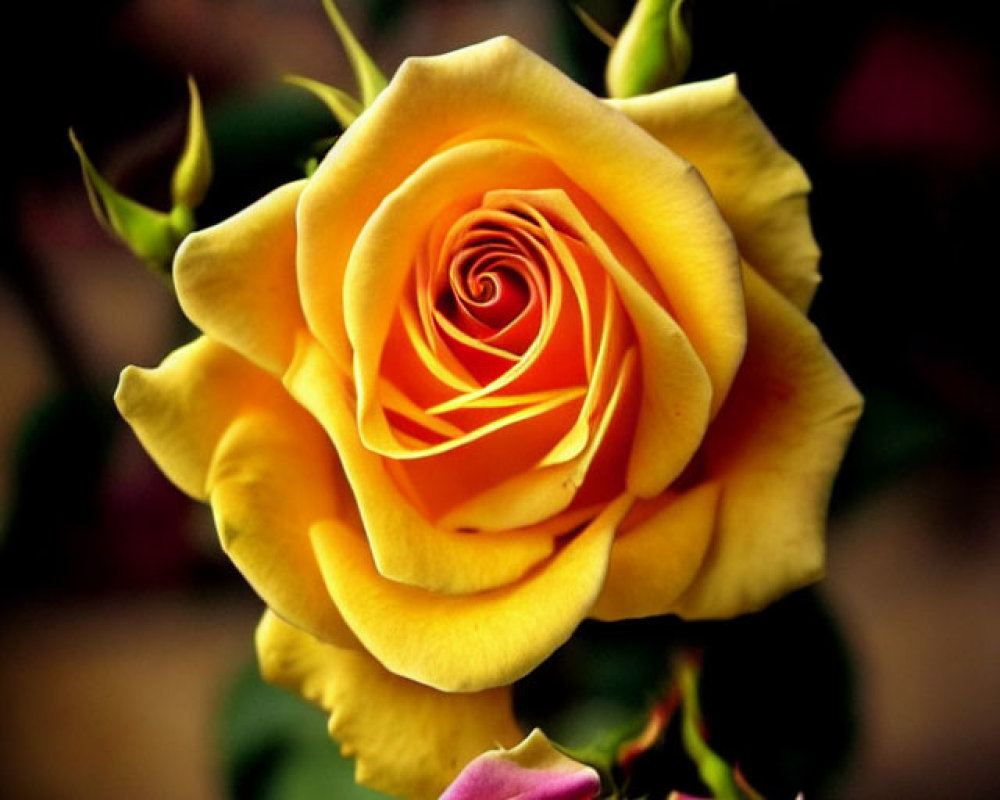 Yellow and Pink Roses in Full Bloom on Dark Background