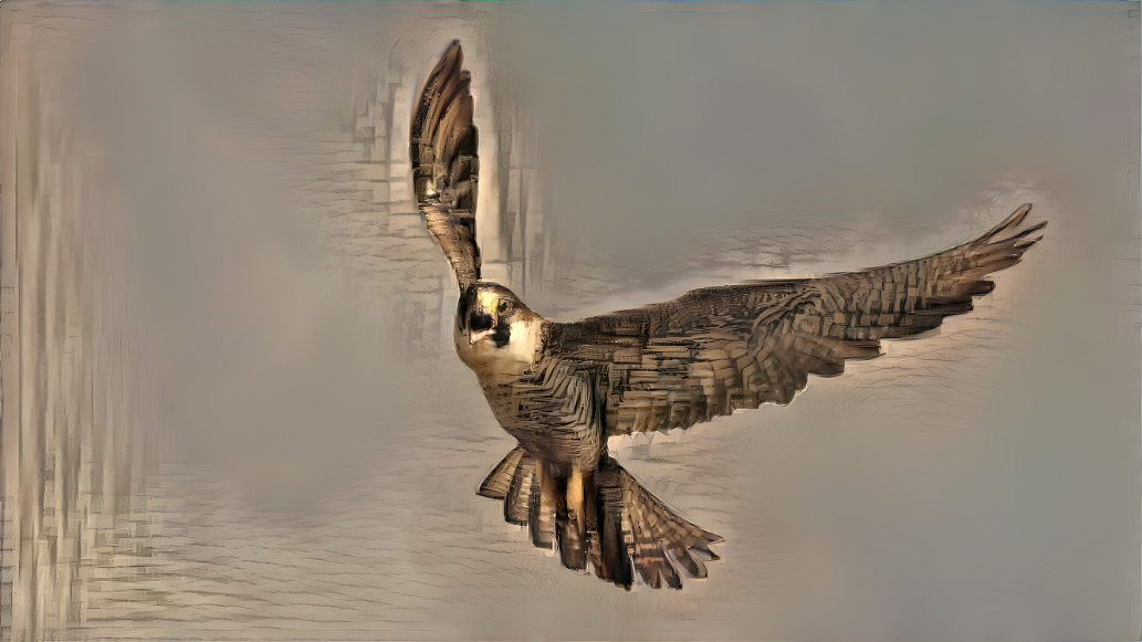 Peregrine Falcon