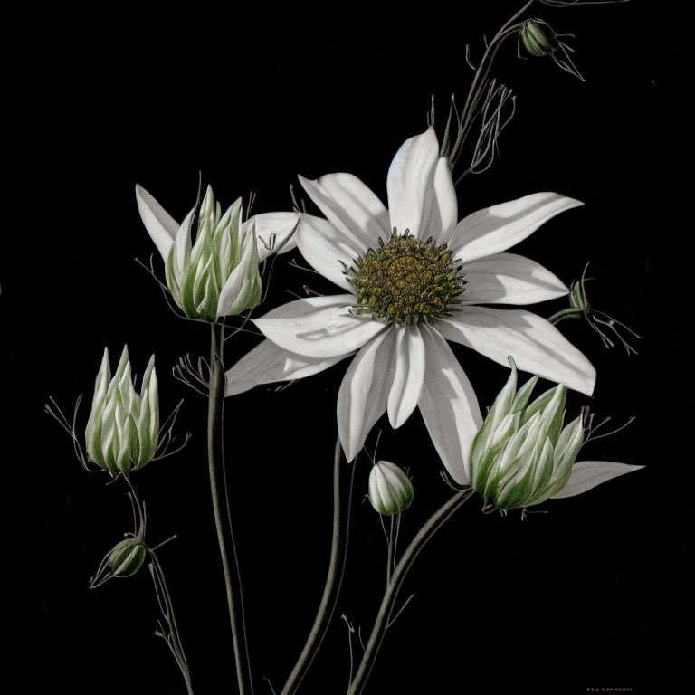 White Flowering Plant with Yellow Center on Black Background