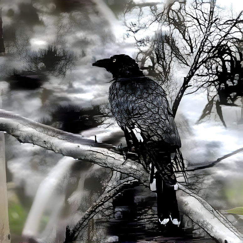 another Currawong