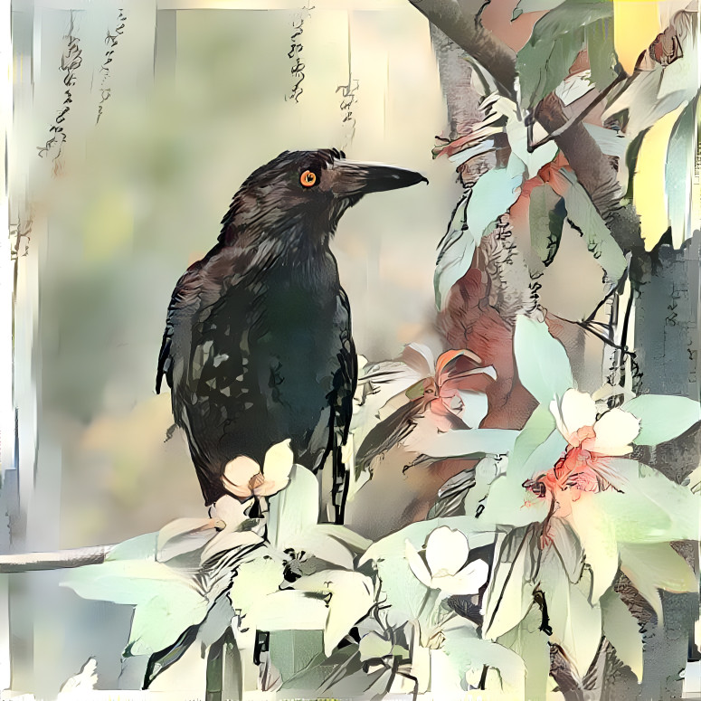 Currawong