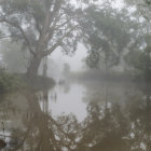 Misty forest with reflective water and ethereal light