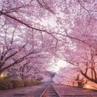 Tranquil Pathway Through Vibrant Cherry Blossoms