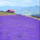 Vibrant Purple Flower Field with Mountain and Japanese Building