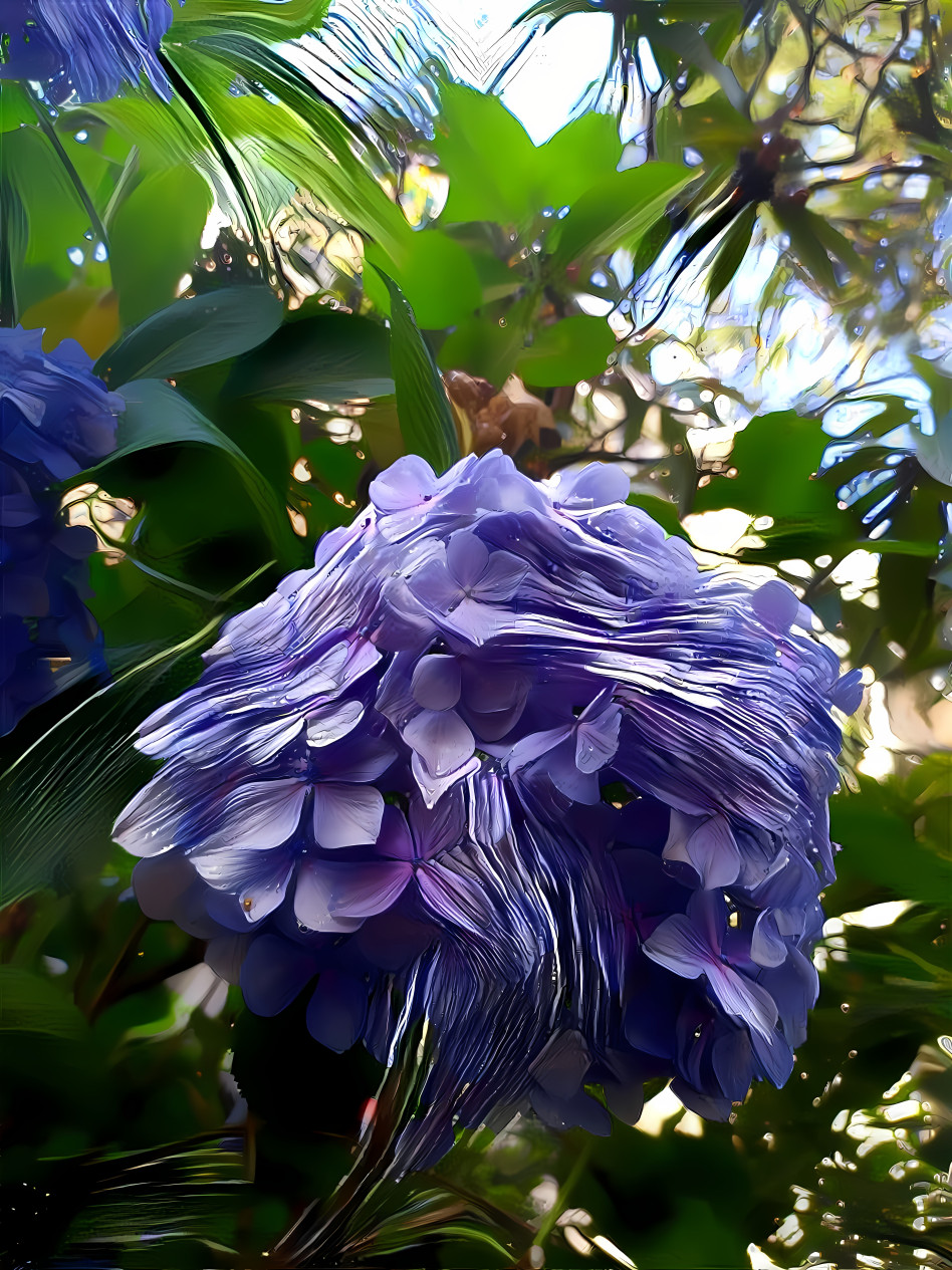 Hydrangea