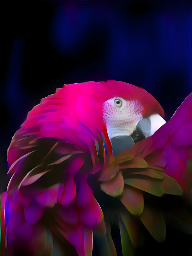 Psychedelic Parrot