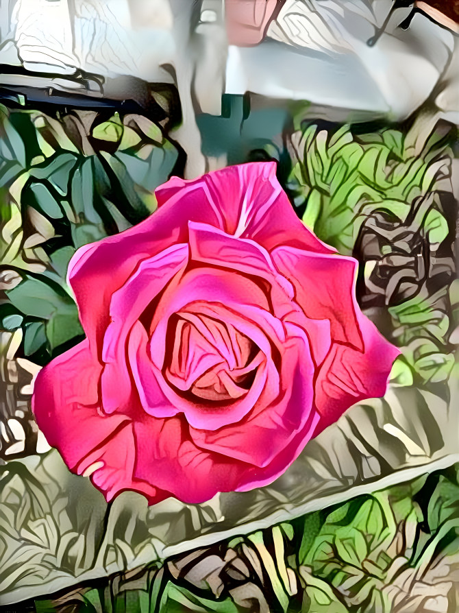 pink rose